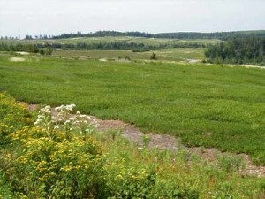 A Field of Wild Blueberries