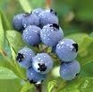 A Cluster of Wild Blueberries