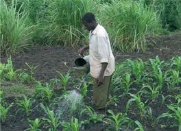 Sprinkling Can Irrigation