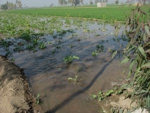 flood irrigated field blog 12 pic 3